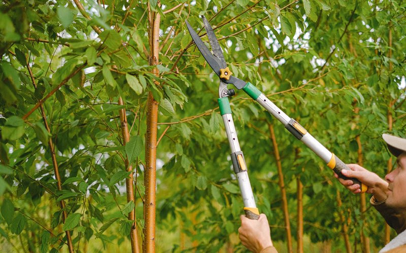 Tree trimming in Brantingham, NY
