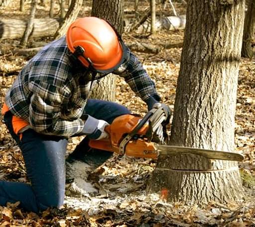 Tree Removal in Brantingham, NY